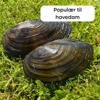 50 vijvermosselen