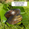100 vijvermosselen